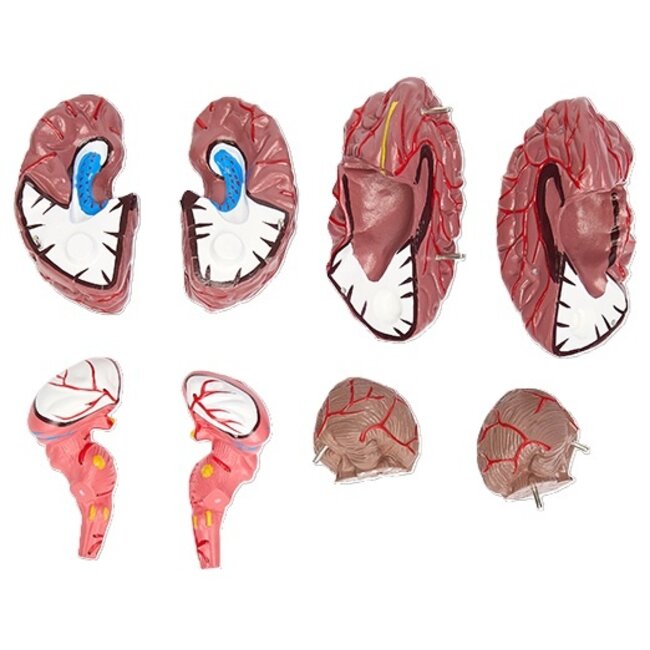 Hersenmodel 8-delig - arteriële bloedvoorziening - bruin