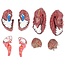 Hersenmodel 8-delig - arteriële bloedvoorziening - bruin