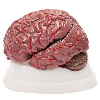 Hersenmodel 8-delig - Slagaders - bruin