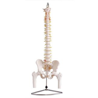 Anatomisch model wervelkolom - Bekken - Halve dijbeenkoppen