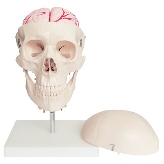 Anatomisch model schedel - met 8-delig brein
