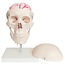 Anatomisch Schedelmodel met 8-delig Brein en Nekwervels