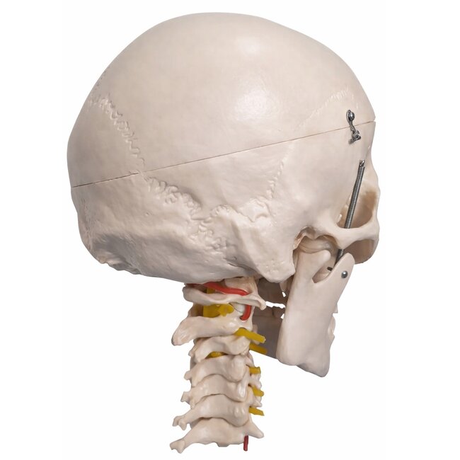 Anatomisch Schedelmodel met 8-delig Brein en Nekwervels