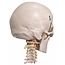 Anatomisch Schedelmodel met 8-delig Brein en Nekwervels