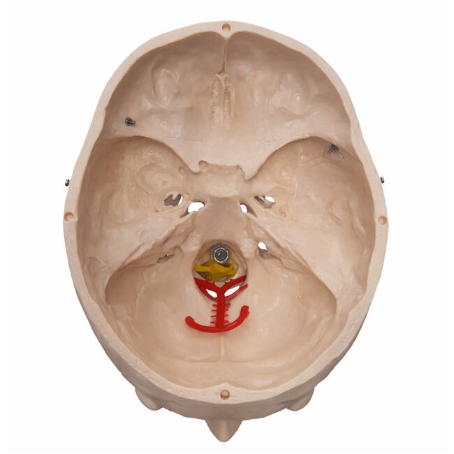 Anatomisch Schedelmodel met 8-delig Brein en Nekwervels