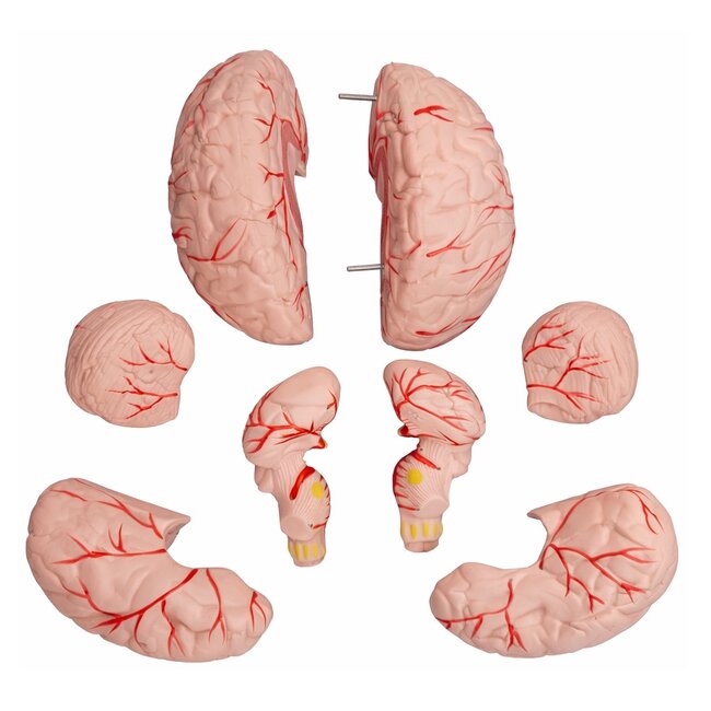 Anatomisch Schedelmodel met 8-delig Brein en Nekwervels