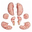 Anatomisch Schedelmodel met 8-delig Brein en Nekwervels