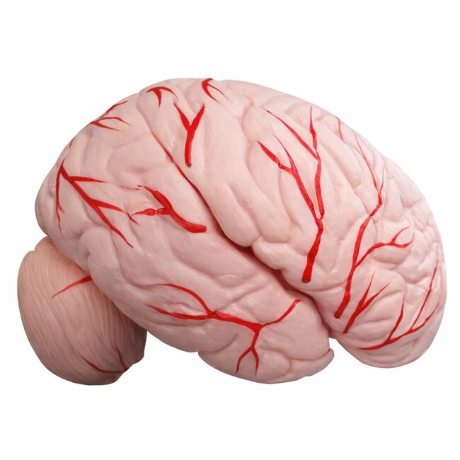 Anatomisch Schedelmodel met 8-delig Brein en Nekwervels