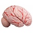 Anatomisch Schedelmodel met 8-delig Brein en Nekwervels