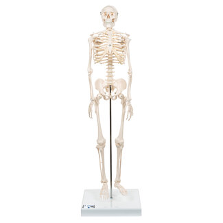 3B Scientific Mini menselijk skeletmodel Shorty, halve natuurlijke grootte - 80cm