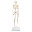 3B Scientific Mini menselijk skeletmodel Shorty, halve natuurlijke grootte - 80cm