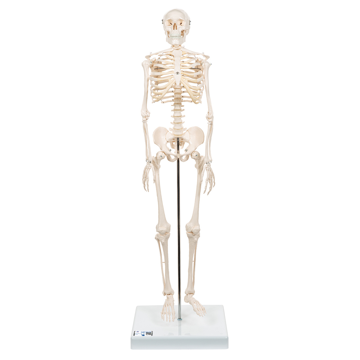 3B Scientific Mini menselijk skeletmodel Shorty, halve natuurlijke grootte - 80cm