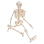 3B Scientific Mini menselijk skeletmodel Shorty, halve natuurlijke grootte - 80cm