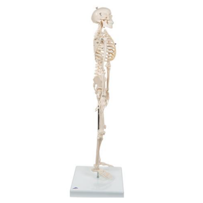 3B Scientific Mini menselijk skeletmodel Shorty, halve natuurlijke grootte - 80cm
