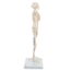 3B Scientific Mini menselijk skeletmodel Shorty, halve natuurlijke grootte - 80cm