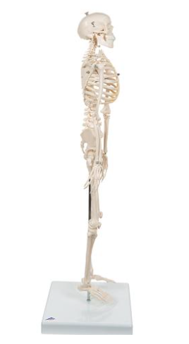 3B Scientific Mini menselijk skeletmodel Shorty, halve natuurlijke grootte - 80cm, foto 3 van 5