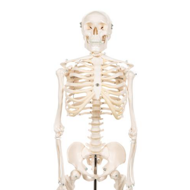 3B Scientific Mini menselijk skeletmodel Shorty, halve natuurlijke grootte - 80cm