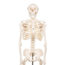 3B Scientific Mini menselijk skeletmodel Shorty, halve natuurlijke grootte - 80cm