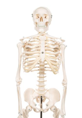3B Scientific Mini menselijk skeletmodel Shorty, halve natuurlijke grootte - 80cm, foto 4 van 5
