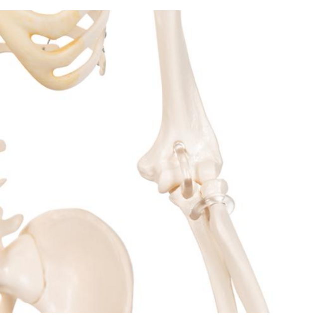 3B Scientific Mini menselijk skeletmodel Shorty, halve natuurlijke grootte - 80cm