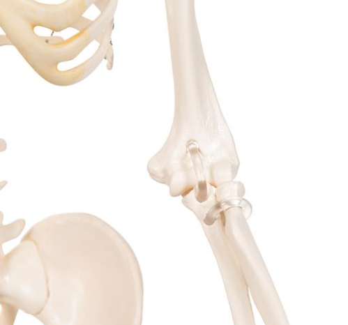 3B Scientific Mini menselijk skeletmodel Shorty, halve natuurlijke grootte - 80cm, foto 5 van 5