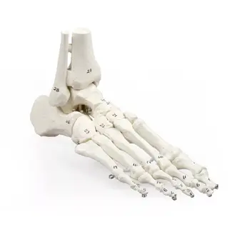 Voetskelet met tibia en fibula – genummerd anatomisch model (levensgroot)