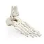 Voetskelet met tibia en fibula – genummerd anatomisch model (levensgroot)