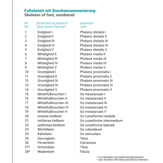 Voetskelet met tibia en fibula – genummerd anatomisch model (levensgroot)