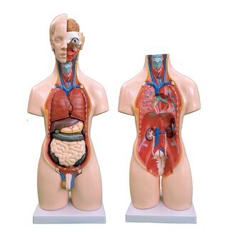 Unisex Torso van het menselijk lichaam 55cm - Budget model