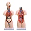 Unisex Torso van het menselijk lichaam 55cm - Budget model