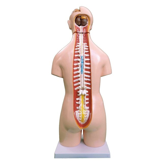 Unisex Torso van het menselijk lichaam 55cm - Budget model