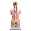 Unisex Torso van het menselijk lichaam 55cm - Budget model