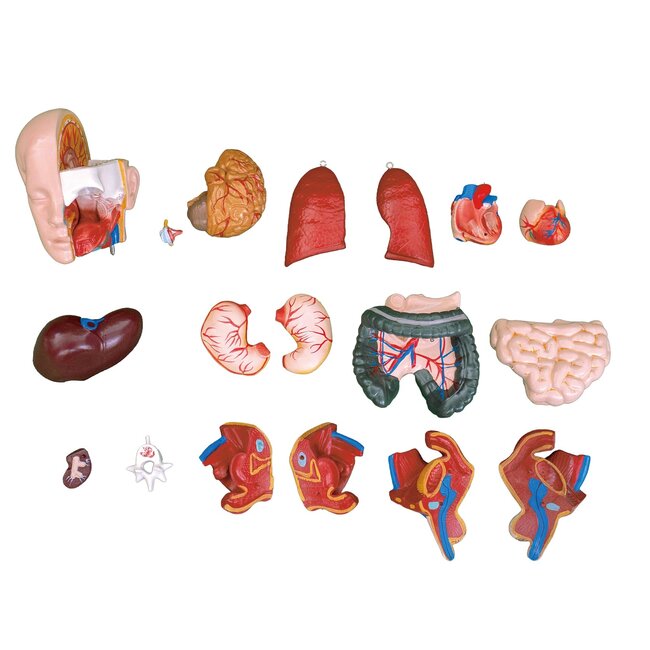 Anatomische Torso Menselijk Lichaam 55 cm – 19-delig Unisex Model