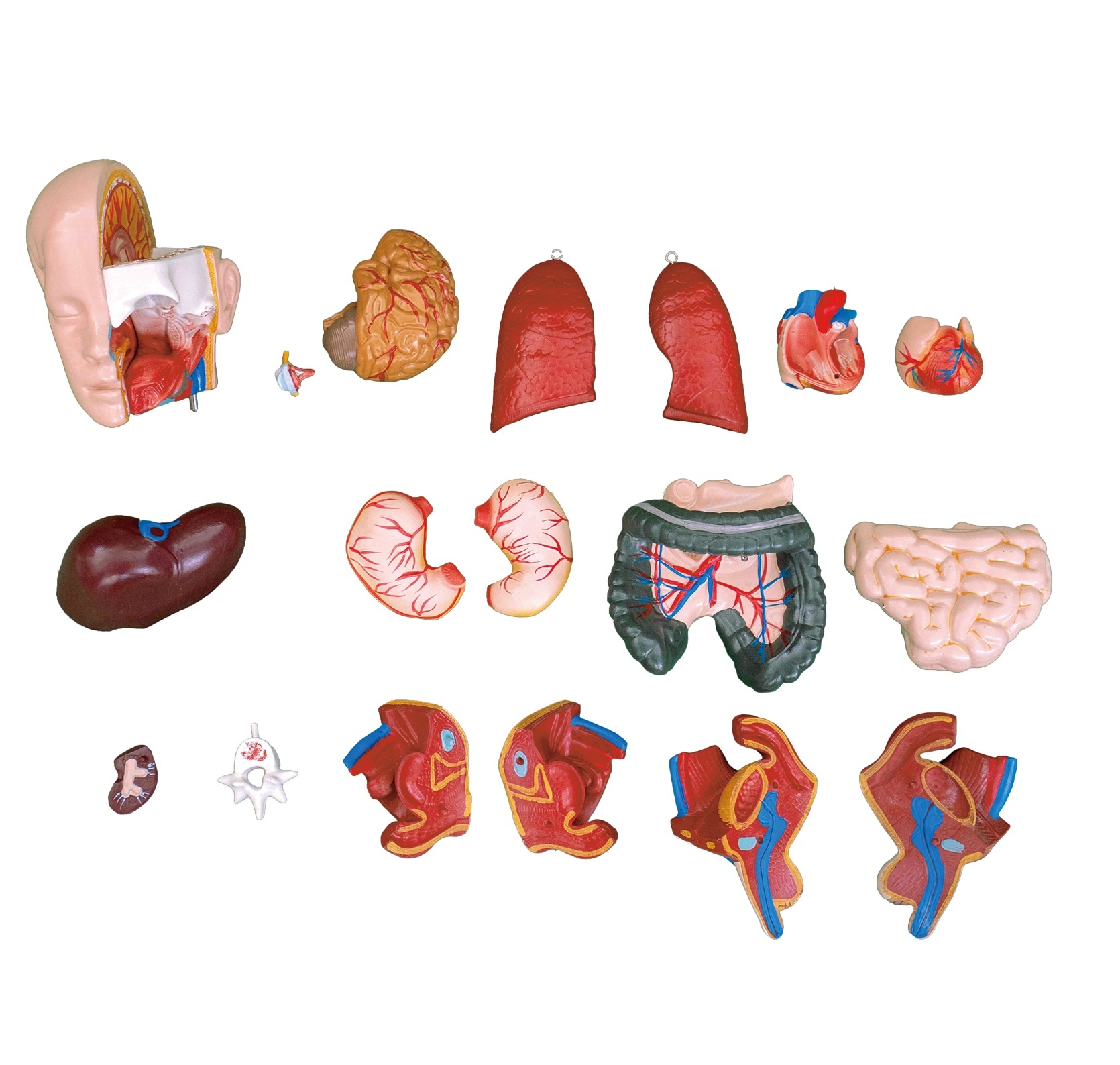 Anatomische Torso Menselijk Lichaam 55 cm – 19-delig Unisex Model, foto 4 van 6