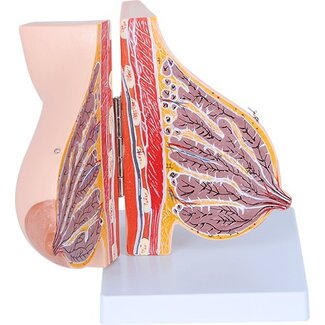 Lacterende Borst Anatomisch Model