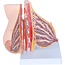 Lacterende Borst Anatomisch Model