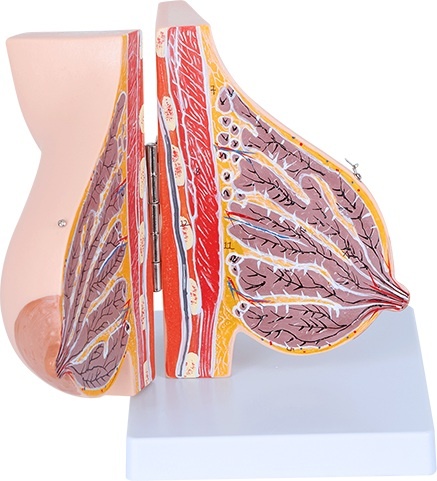 Lacterende Borst Anatomisch Model