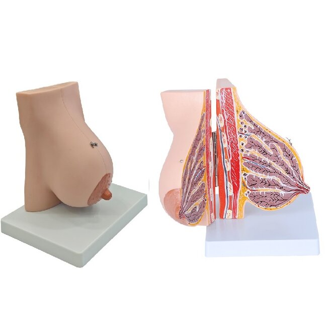 Lacterende Borst Anatomisch Model