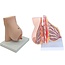 Lacterende Borst Anatomisch Model