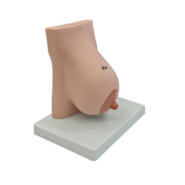 Lacterende Borst Anatomisch Model