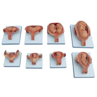 Foetus Ontwikkelingsmodel (Halve Grootte) XC-414A – Zwangerschap Anatomie Model 1-7 Maanden (8-delig)