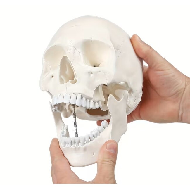 Menselijk schedel, ware grootte - anatomie model