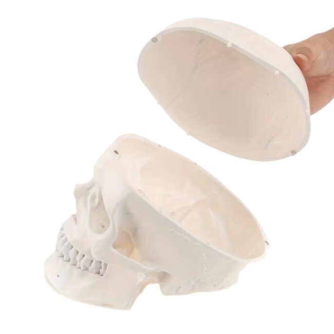 Menselijk schedel, ware grootte - anatomie model