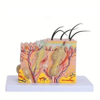 Huidmodel Anatomie 35x Vergroot – Doorsnede Huid met Benaming