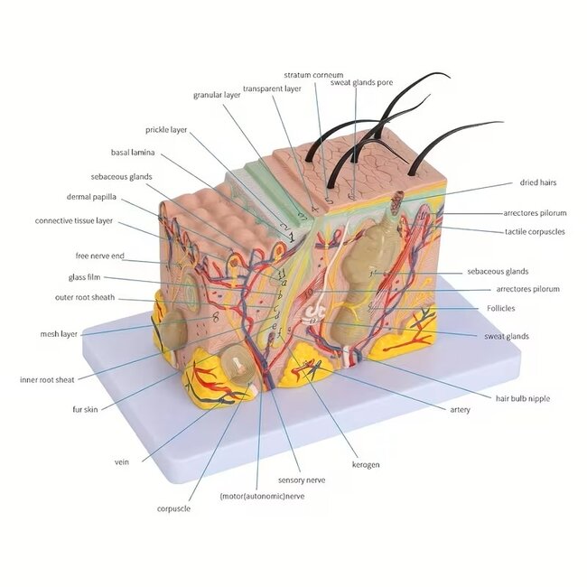 Huidmodel Anatomie 35x Vergroot – Doorsnede Huid met Benaming