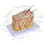 Huidmodel Anatomie 35x Vergroot – Doorsnede Huid met Benaming