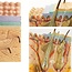 Huidmodel Anatomie 35x Vergroot – Doorsnede Huid met Benaming