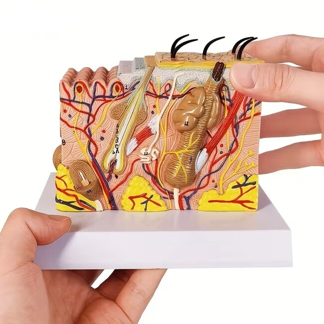 Huidmodel Anatomie 35x Vergroot – Doorsnede Huid met Benaming
