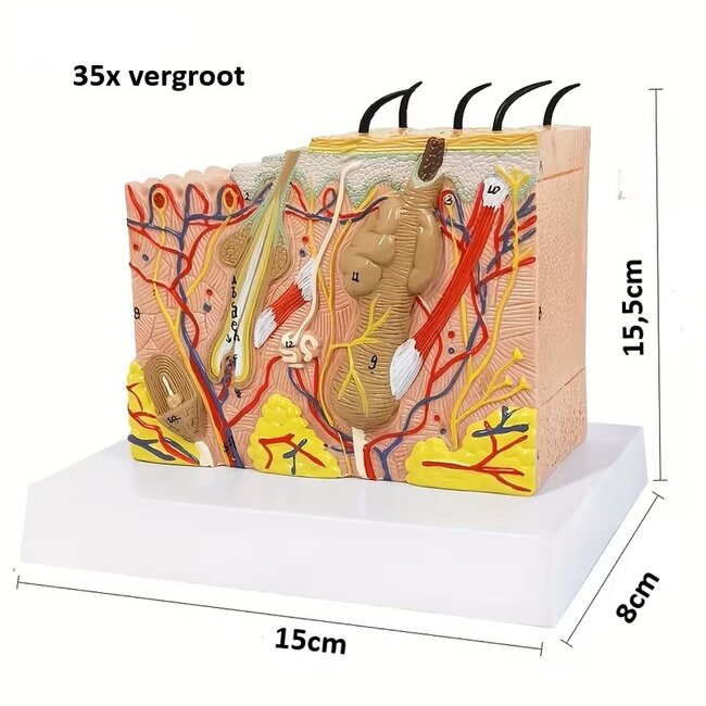 Huidmodel Anatomie 35x Vergroot – Doorsnede Huid met Benaming