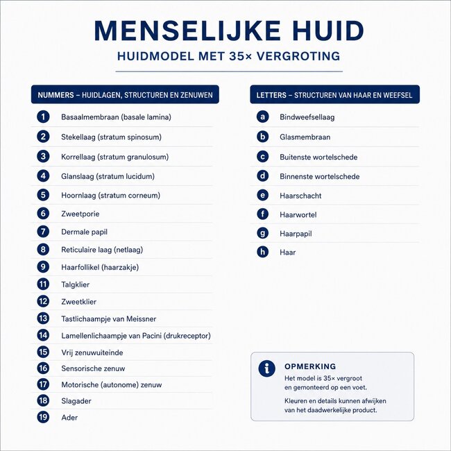 Huidmodel Anatomie 35x Vergroot – Doorsnede Huid met Benaming